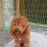 [강아지] <b>사시나무</b> 떨듯 떨고있던 푸들아이