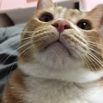 [고양이] 까칠냥 토리의 엉뚱한 일상