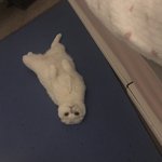 [고양이] 천<b>사냥</b>이들 3탄