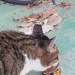 [댓글부탁해] 길<b>괭이</b> 삐쳐서 그런거같냐 추반좀