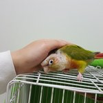 [고양이] 두 냥이와 앵무새의 동거