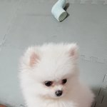 [강아지] 곧 3개월 인형같은 아기<b>포</b><b>메</b> 모찌!