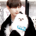 [방탄소년단] <b>뷔</b> 하얀강아지랑 장난하는 움짤 찾아요 퓨ㅠㅠㅠㅠ