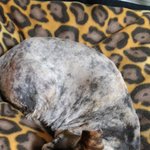 [고양이] 냥줍일기 15번째