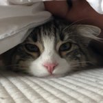 [고양이] 고먐미 첫째 레오와 말괄량이 <b>마블</b>이를 소개합니다!