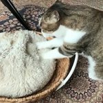 [댓글부탁해] 고양이 <b>쿠션</b>에 꾹꾹이하는거 ㅋㅋㅋㅋㅋ