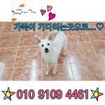 [강아지] 해외이동봉사 부탁드립니다