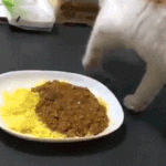 [모두드루와] <b>카레</b>와 고양이