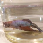 부산 동래ㅁㄱ마트동물학대 <b>민원</b> 도와주세요