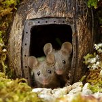 [EXO] 아니 이거 베댓좀갈자 악개몰려온듯