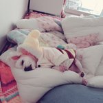 아홉살 말티즈 왕자님 똘이의 일상^^