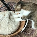 [조언부탁해] 핫<b>케익</b> 어떻게 만드냐 ㅠㅠㅠㅠㅠ