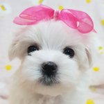 친구강아지 새끼낳았는데 이제 분양한<b>대용</b>!!!!!!!!계획있는사람있음?...