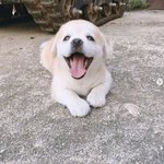 강<b>쥐들</b>은 진짜 천사야 ㅜㅜ