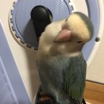 [앵무새] 우리 집 <b>새들</b> 귀엽지?