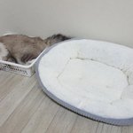 [댓글부탁해] 2만 원짜리 고양이 <b>방석</b> 후기