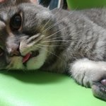 우리집 <b>미묘</b> 초비를 소개합니다 !