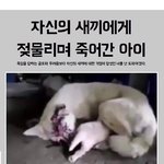 어미견이 새끼들에게 젖을 물리며 죽었습니다... <b>청원</b>부탁드려요!!