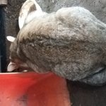 우리집 고양이 근황