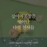강아지공장에서 벗어나게된 <b>다섯</b>천사들에게 희망을