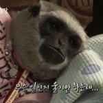 아 짬식이 너무 귀여워서 눈물나온다