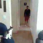 [댓글부탁해] 쟤 <b>고양</b>이 아닐지도 몰라.gif
