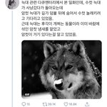 [EXO] 늑대가 얼마나 로맨틱한 <b>동물</b>인지 보고가셈