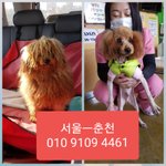 [강아지] 서울에서 <b>춘천</b>으로