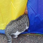 [댓글부탁해] <b>텐트</b>고앵이 치명적인 뒤태