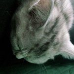 [드루와] 우리<b>집</b> 고양이<b>사진</b> 뿌리고 간다