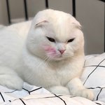 [댓글부탁해] 알람때매 심장마비 걸려죽진않겠지???