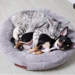 [청순자매] 청순한 자매 <b>한지붕</b> 고양이와 강아지