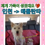 [강아지] 애틀란타 <b>시애틀</b> 해외이동봉사