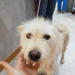 [강아지] 파양되어 돌아온 <b>어미</b>와새끼 소식