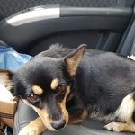 [강아지] 6마리의 새끼를 품은 엄마 <b>롤라</b>