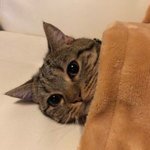 [댓글부탁해] 전기<b>장판</b> 켬 -> 5분 후.jpg