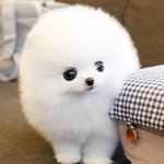 [댓글부탁해] ㄹㅇ 멍멍이랑 냐옹이들은 사이 안 좋음??