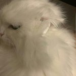 [댓글부탁해] 장용준봐 <b>고앵이</b>한테 에어팟 함ㅋㅋㅋㅋㅋㅋㅋ