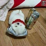 [댓글부탁해] 이거 <b>상</b><b>메</b>하면 어떰