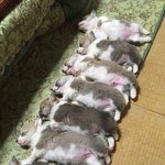 [EXO] 슴이 엑소 안 밀어주니까 언플탄같은