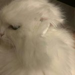 [댓글부탁해] 에어팟 끼운 고양이 <b>힙</b>하다 추반