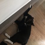 우리집고양이 개 일진 깡패임