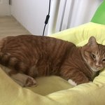 [고양이] 까칠냥 토리의 <b>식빵</b>