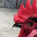 [무무닭] 무무닭 근황(<b>feat</b>.쌈닭) - 집에서 부화시킨 청계아리...