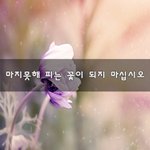 [꼭봐주세요] 마지못해 피는 꽃이 되지 마십시오~