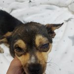 [강아지] 교통사고 당하고 보<b>호소</b>로 들어왔습니다