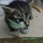 [고양이]어떨결에 길냥이 엄마된 <b>바트</b>엄마예여^^