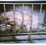 [강아지] 유기견에서 개<b>미남</b>이 되기까지