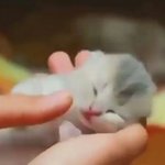 [댓글부탁해] <b>고앵이</b> 귀엽다 추반