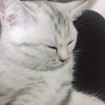 [드루와] <b>울집</b> 고양이 내무릎위에서 자고있는데